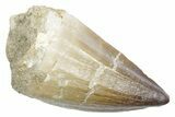 Fossil Mosasaur (Thalassotitan) Tooth - Morocco #353244-1